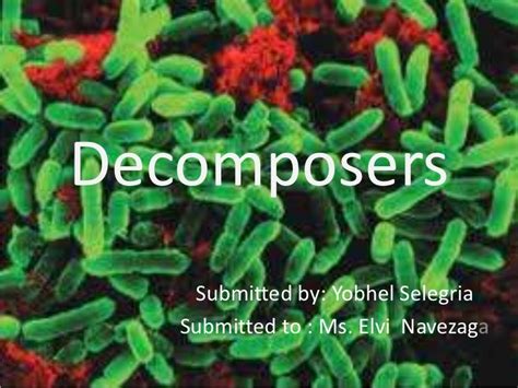 Decomposers