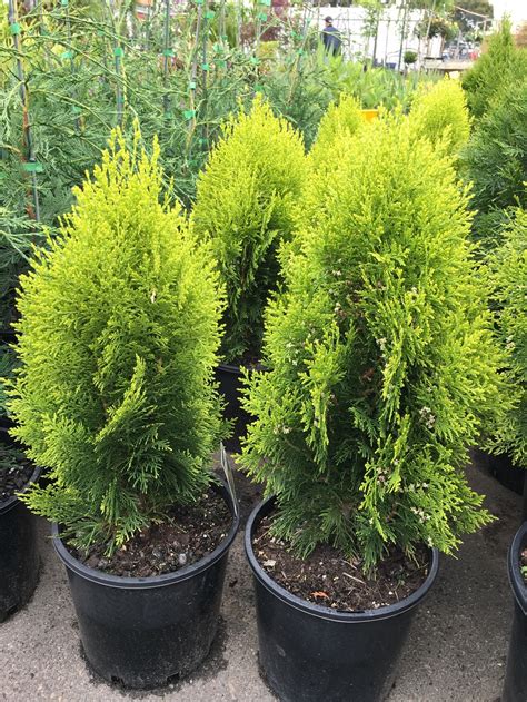 Thuja orientalis ‘Golden Biota’ – Westlake Nursery