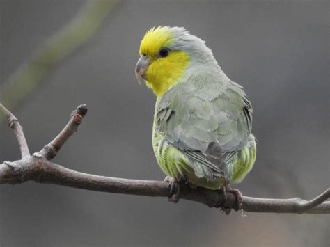 Yellow-faced Parrotlet - eBird