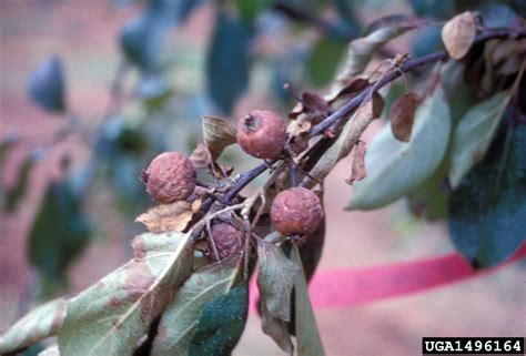 fire blight (Erwinia amylovora ) on crabapple and apple (Malus spp. ) - 1496164