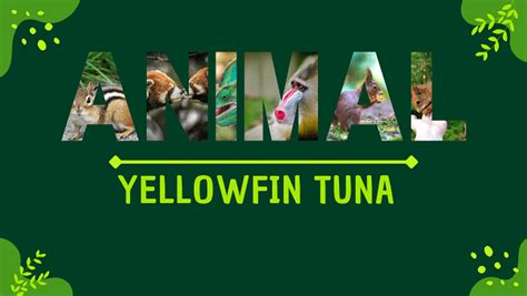 Yellowfin Tuna | Facts, Diet, Habitat & Pictures