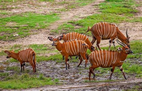 Wildlife Safari in the Lobeke (Cameroon) and Dzanga Sangha (CAR ...