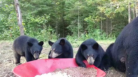 Black Bear & Cubs Eating - YouTube