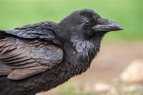 Crow Facts - Spirit Animal Info