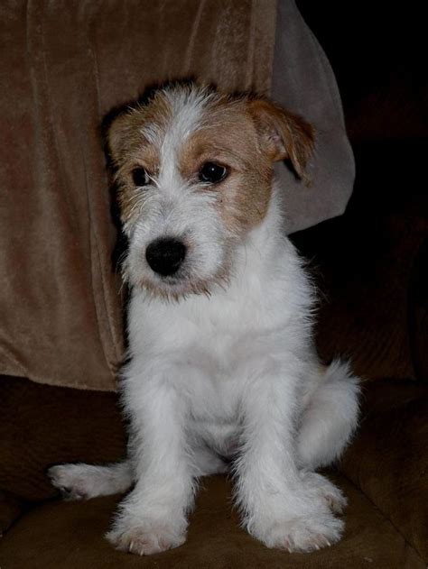 Adopt CeCe on Petfinder | Wirehaired fox terrier, Wire fox terrier, Wirehaired dachshund puppy