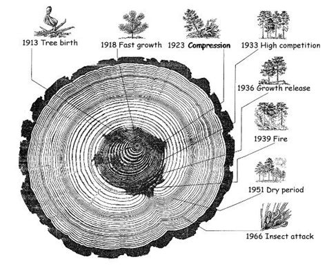 25+ best Tree Rings images by Woodlawn Landscaping on Pinterest | Tree rings, Counting and Dates