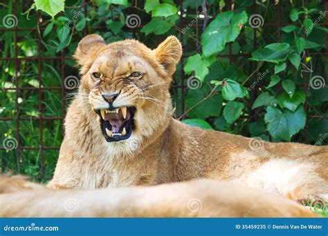 Lion Roar Royalty Free Stock Photo - Image: 35459235