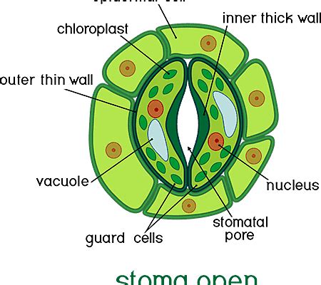 Diagram Of Stomata Cbse Class Notes Online Classnotes | sexiezpix Web Porn