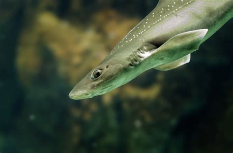 Smooth-hound Shark | Taken at The National Marine Aquarium i… | Flickr