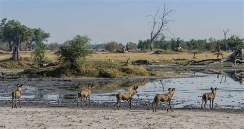 African Wild Dog Facts and Information - Kenya Wild Parks