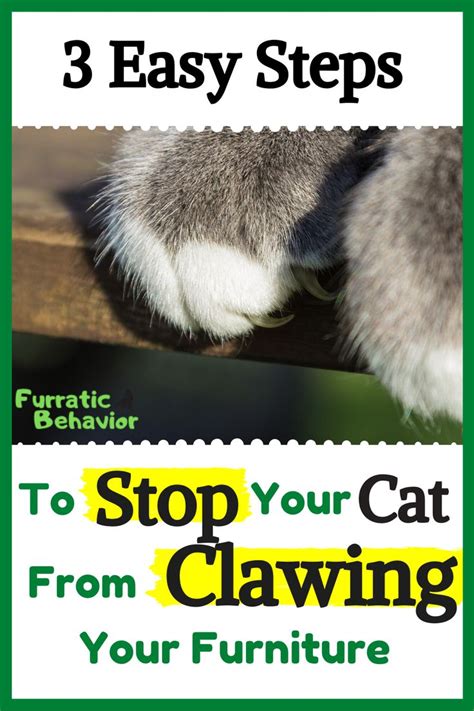 3 Easy Steps to Stop Destructive Cat Scratching! | Cat scratching ...