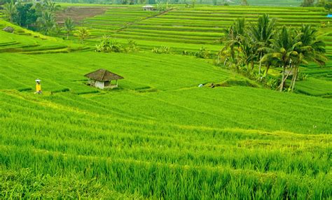 Gaya Terbaru 31+ Gambar Foto Pemandangan Sawah