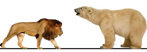 Bear vs lion battle: Which animal would win in a fight? - Tuko.co.ke