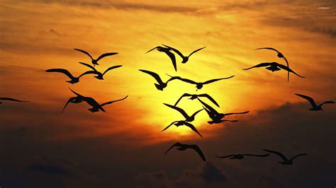 🔥 Download Bird Flock Silhouette Wallpaper Animal by @jasonv70 | Dog ...