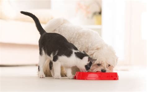 Why Is My Cat Eating Dog Food?