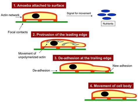 Amoeboid Motion