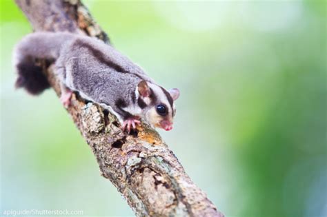 Sugar Glider Facts For Kids | Kids Matttroy