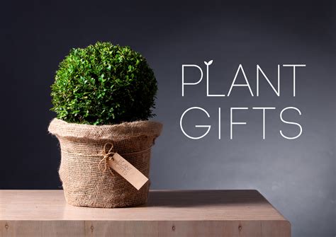 What Plants to Gift? Here is Our Favorite List! ThatSweetGift