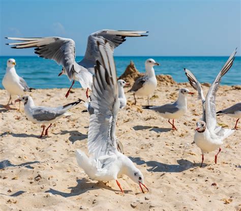 Premium Photo | Sea gulls on the beach