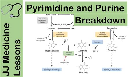 Purine and Pyrimidine Catabolism Pathway - Nucleotide Breakdown - Biochemistry Lesson - YouTube