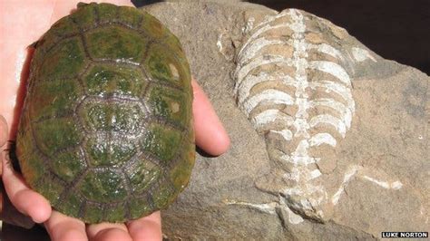 How the turtle got its shell: earliest ancestor sheds light