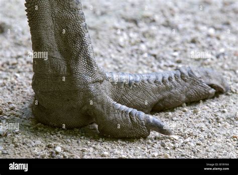 Emu foot hi-res stock photography and images - Alamy