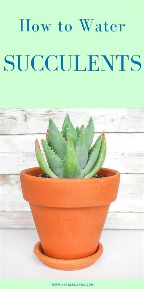 How to Water Succulents - the Right Way - Natalie Linda | How to water succulents, Succulent ...