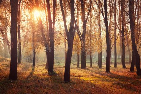 Autumn sunrise in forest stock photo. Image of morning - 22121638