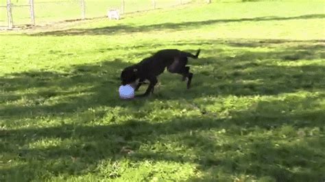 Dog Running GIF by Nebraska Humane Society - Find & Share on GIPHY