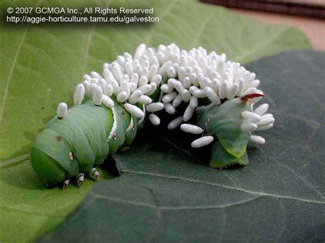 Pengendalian Hayati: Serangga Apa Saja yang Merupakan Parasitoid?