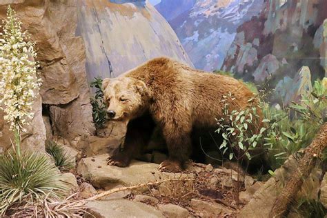 The California grizzly bear (Ursus arctos californicus) : r/ExtinctAnimals