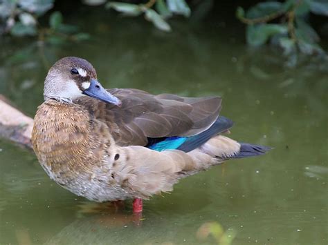 Brazilian teal - Alchetron, The Free Social Encyclopedia