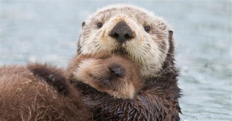 Watch Heroic Rescuers Reunite Crying Otter Pup With Mom | HuffPost