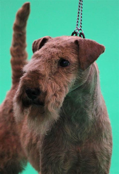 lakeland terrier | Akc dog breeds, Airedale terrier puppies, Lakeland terrier