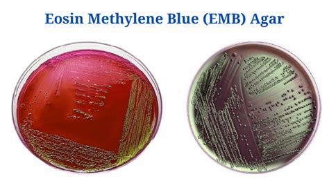 Eosin Methylene Blue (EMB) Agar - PhD Nest