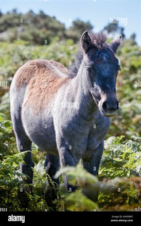 Dartmoor Pony foal, Dartmoor, Devon, England, UK Stock Photo - Alamy