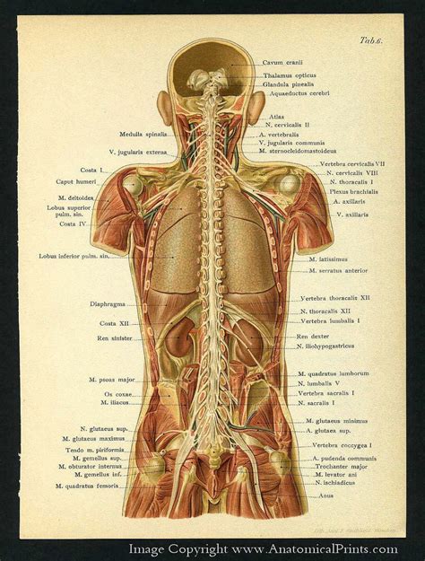 Anatomy Of Back Organs - Anatomical Name Of Lower Back Muscles : anatomy calf ... - It is the ...