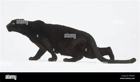 Black Panther (Panthera pardus) stalking, side view Stock Photo - Alamy