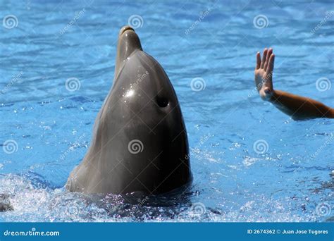 Dolphin In Training Stock Photography - Image: 2674362