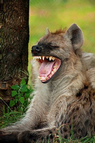 Spotted Hyena, Laughing by Michael Marish: | Animals beautiful, Nature animals, Hyena