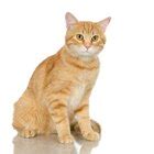 Can There Still Be Flea Dirt After Fleas Are Gone on Cats? | Pets - The ...