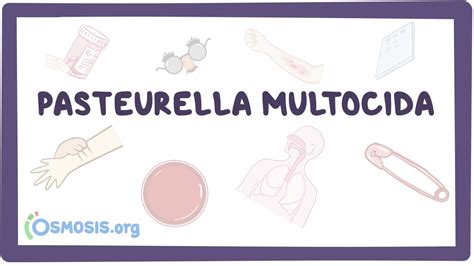 Pasteurella multocida: Video, Causes, & Meaning | Osmosis