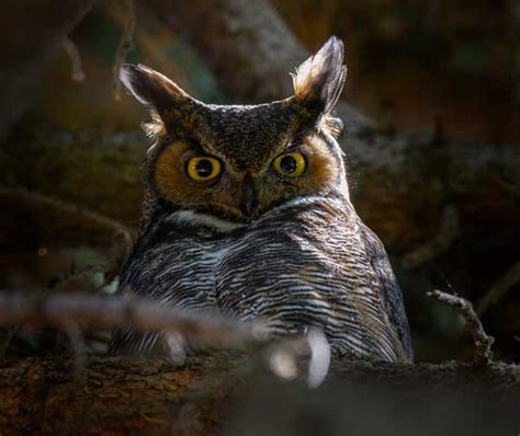 Owl Eye Anatomy: Why Do Owls Have Large Eyes?