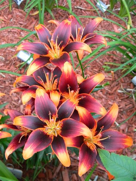 Lilies: Plant Care and Collection of Varieties - Garden.org