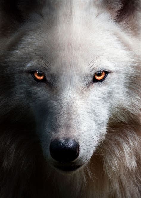 'angry wolf face red eyes ' Poster, picture, metal print, paint by mk ...