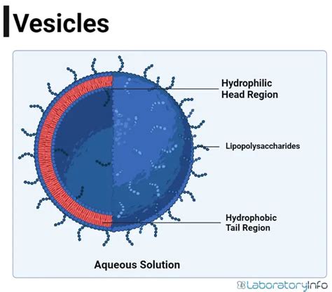 Vesicles in the Cell - Structure, Function, Types (vs vacuoles) with ...