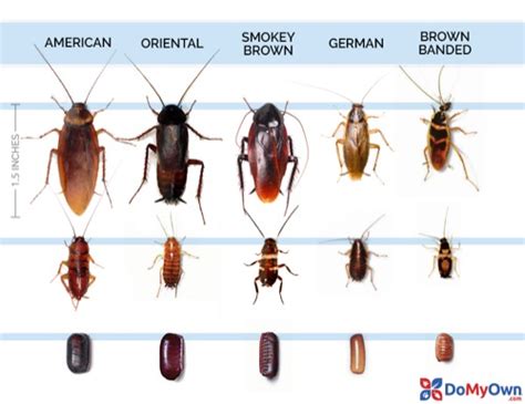 What Does a Cockroach Look Like? | Roach Identification Guide | DoMyOwn.com