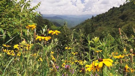 Best places to see wildflowers in the Great Smoky Mountains | wbir.com