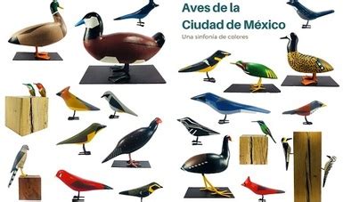 AVES DE LA CIUDAD DE MÉXICO Una Sinfonía de Colores | Comisión Nacional para el Conocimiento y ...