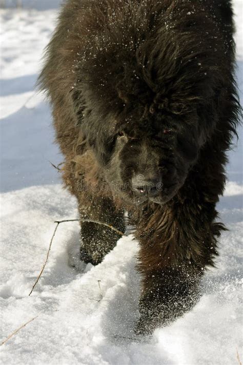 Newfoundland Dog in the Snow Stock Photo - Image of cold, mammal: 174454300